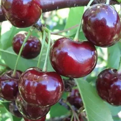 Вишня ЖАДАНА в Рогачеве