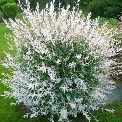 Ива ХАКУРО НИШИКИ в Рогачеве