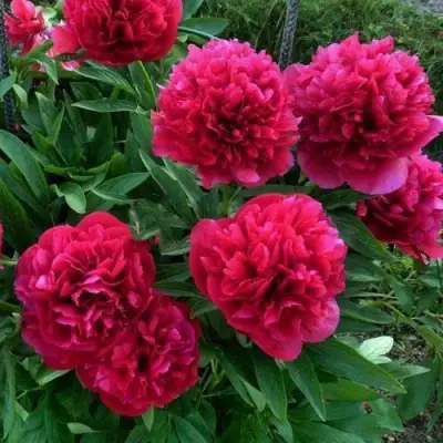 Пион БЕЛГРАВИЯ травянистый в Рогачеве