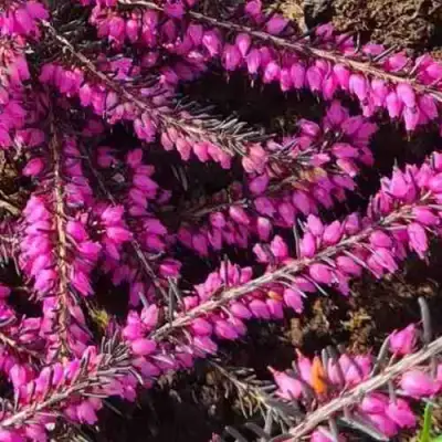 ЭРИКА "АЛЬПИЙСКИЙ ВЕРЕСК" (зимующая) сорт АТРОРУБРА в Рогачеве