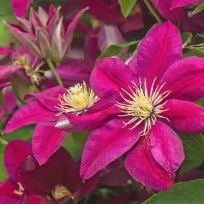 Клематис ЭРНЕСТ МАРКХАМ в Рогачеве