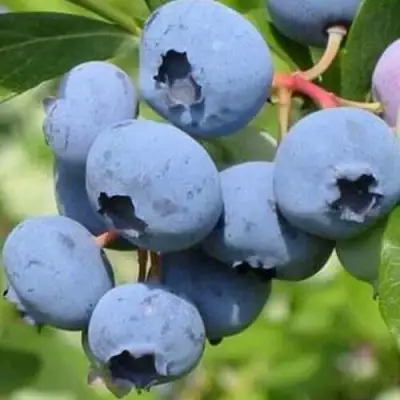 Голубика ДАРРОУ в Рогачеве