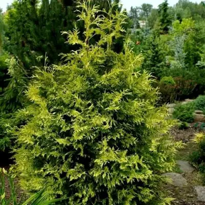 Туя ЗЕБРИНА ЭКСТРА ГОЛД складчатая в Рогачеве