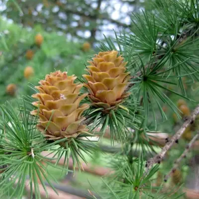 Лиственница КЕМПФЕРА в Рогачеве