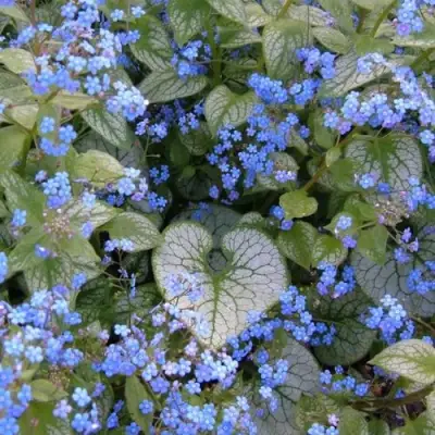 Бруннера ДЖЭК ФРОСТ в Рогачеве