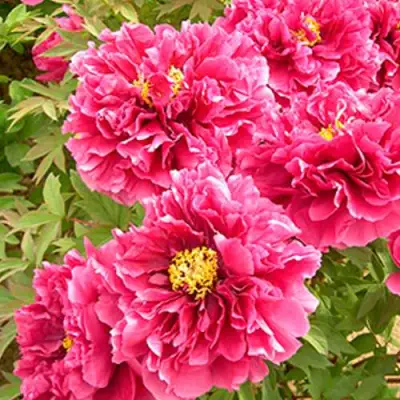 Пион ВОСХОД СОЛНЦА древовидный в Рогачеве