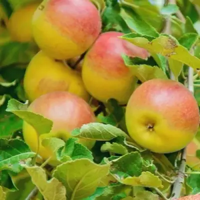 Яблоня ПАМЯТЬ БЛЫНСКОГО колонновидная в Рогачеве