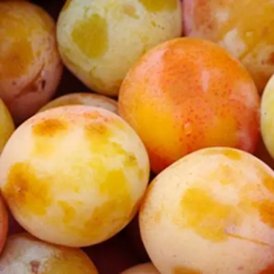 Слива ЯХОНТОВАЯ в Рогачеве