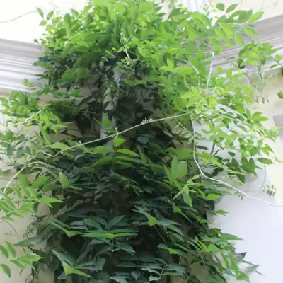 Глициния макростахия БЛЮ МУН в Рогачеве