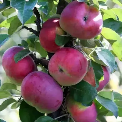 Яблоня ЕСЕНИЯ колонновидная в Рогачеве