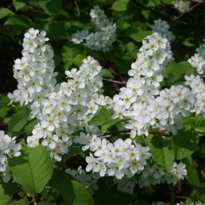 Черемуха ПАМЯТИ САЛАМАТОВА в Рогачеве