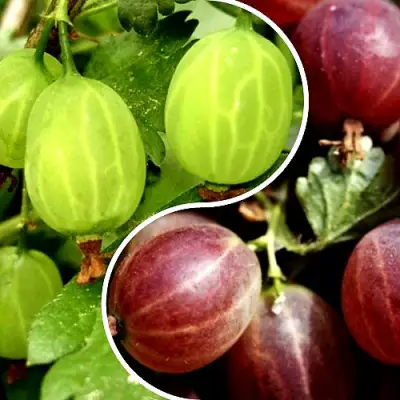 Комплект СКАЗКА в Рогачеве