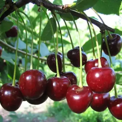 Вишня БЫСТРИНКА в Рогачеве