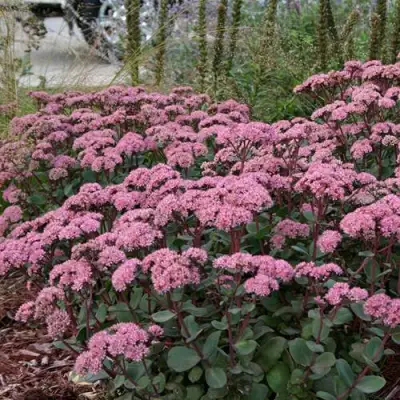 Очиток (седум) МАТРОНА в Рогачеве
