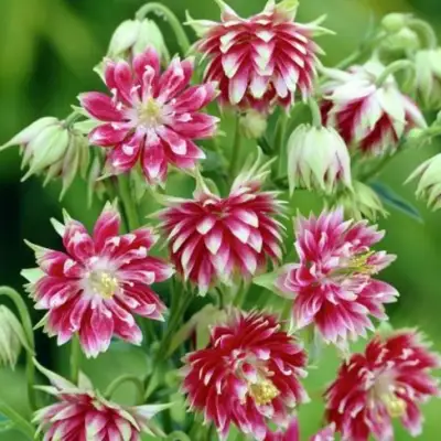 Аквилегия БАРЛОУ НОРА гибрид МакКаны в Рогачеве