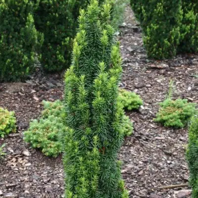 Тис ВОЙТЕК средний  в Рогачеве