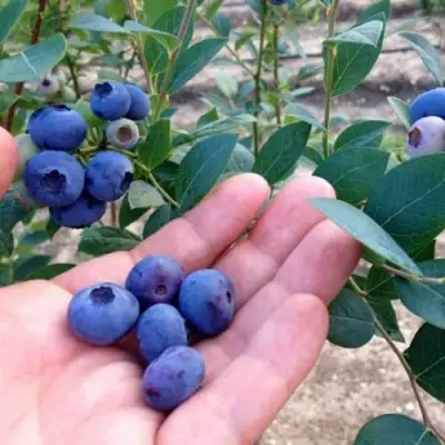 Голубика НОРТ КАНТРИ в Рогачеве