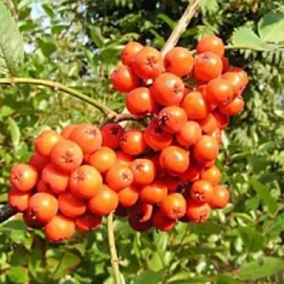 Рябина КОНЦЕНТРА сладкоплодная в Рогачеве