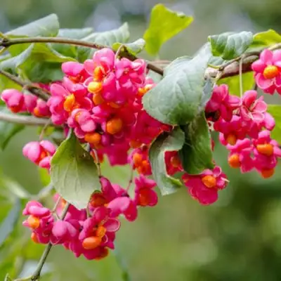 Бересклет ЕВРОПЕЙСКИЙ в Рогачеве