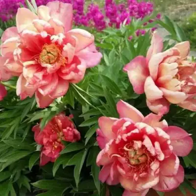 Пион ДЖУЛИЯ РОУЗ ито-гибрид в Рогачеве