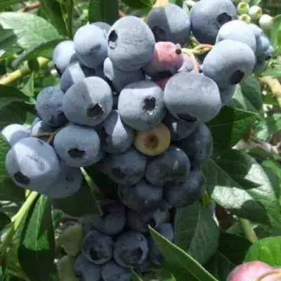 Голубика КРОЭТЭН в Рогачеве