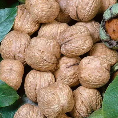 Грецкий орех ПРЕЗИДЕНТ в Рогачеве