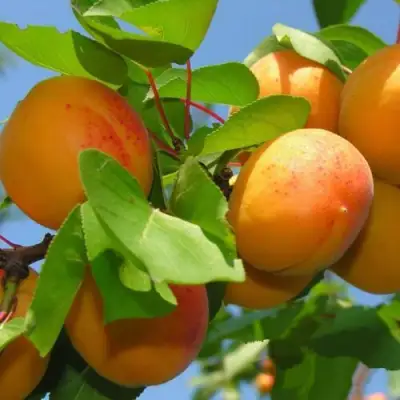 Абрикос КИЕВСКИЙ РАННИЙ в Рогачеве