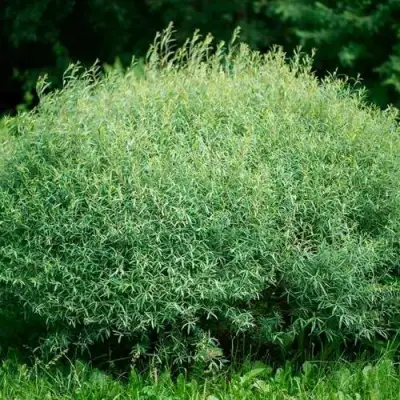 Ива НАНА пурпурная в Рогачеве