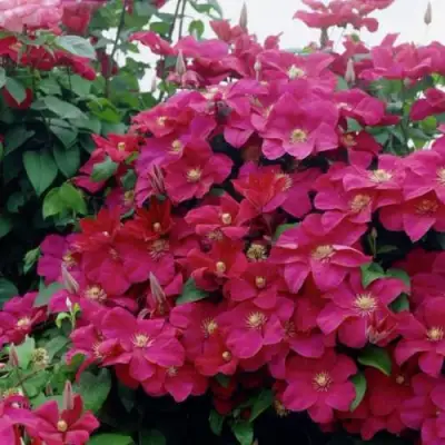 Клематис РУЖ КАРДИНАЛ в Рогачеве