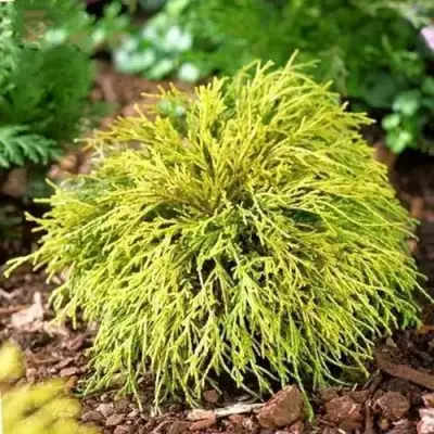 Кипарисовик ВАВЕЛ горохоплодный в Рогачеве