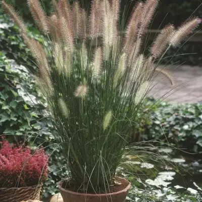 Пеннисетум ХАМЕЛН в Рогачеве