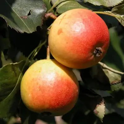 Груша АЛЁНУШКА в Рогачеве