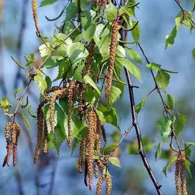 Береза ПОВИСЛАЯ в Рогачеве
