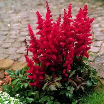 Астильба ГЛАТ Арендса в Рогачеве