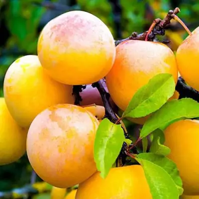 Слива МИНСКАЯ в Рогачеве