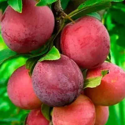 Слива КЛЕОПАТРА в Рогачеве