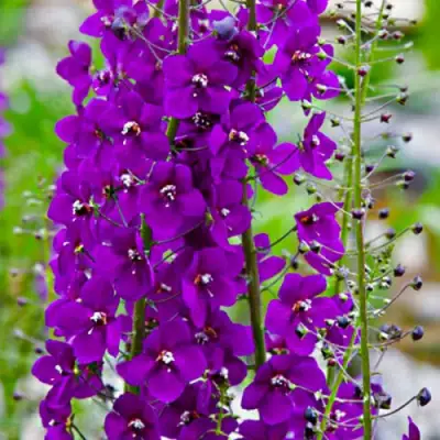 Коровяк ВИОЛЕТТА (вербаскум) в Рогачеве