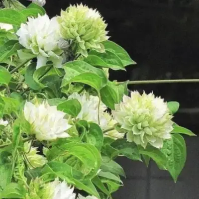 Клематис КОХАНА в Рогачеве