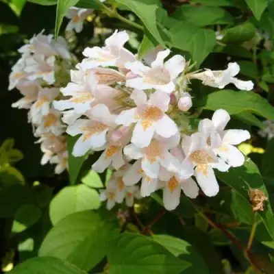 Кольквиция прелестная в Рогачеве