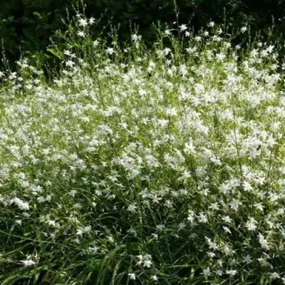 Венечник ветвистый в Рогачеве