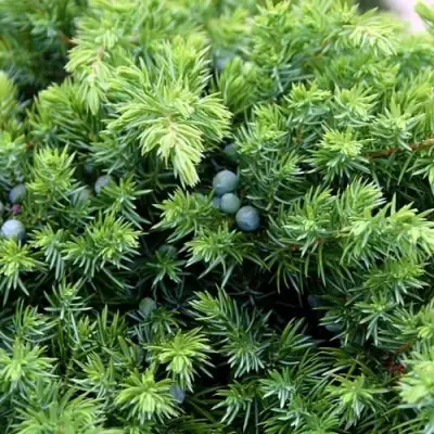 Можжевельник ШЛЯГЕР прибрежный в Рогачеве