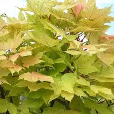 Клен ложноплатановый в Рогачеве