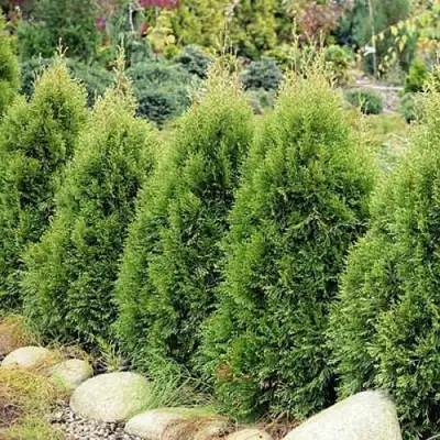 Туя СМАРАГД ВИТБОНТ западная в Рогачеве
