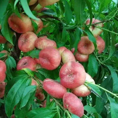 Нектарин КОНЦЕТТИНА в Рогачеве