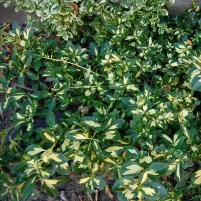 Бересклет САНСПОТ форчуна в Рогачеве