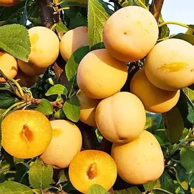 Слива РЕНКЛОД ранний в Рогачеве