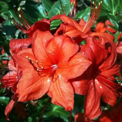 Азалия ДОЛОРОСО листопадная в Рогачеве