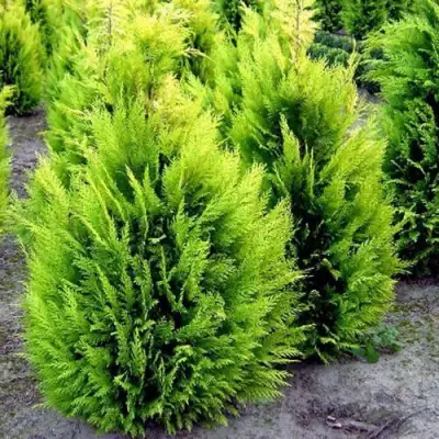 Кипарисовик ИВОНЕ лавсана в Рогачеве