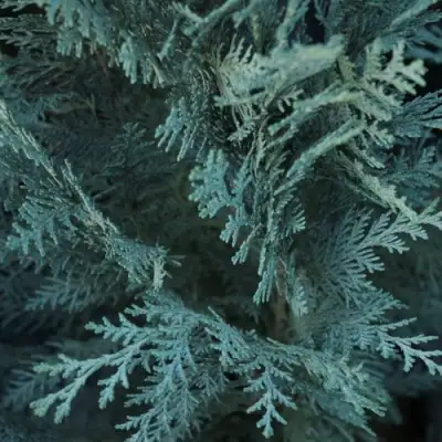 Кипарисовик ВАН ПЕЛЬТС БЛЮ лавсона в Рогачеве