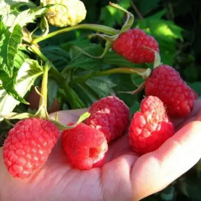 Малина ГОРДОСТЬ РОССИИ в Рогачеве